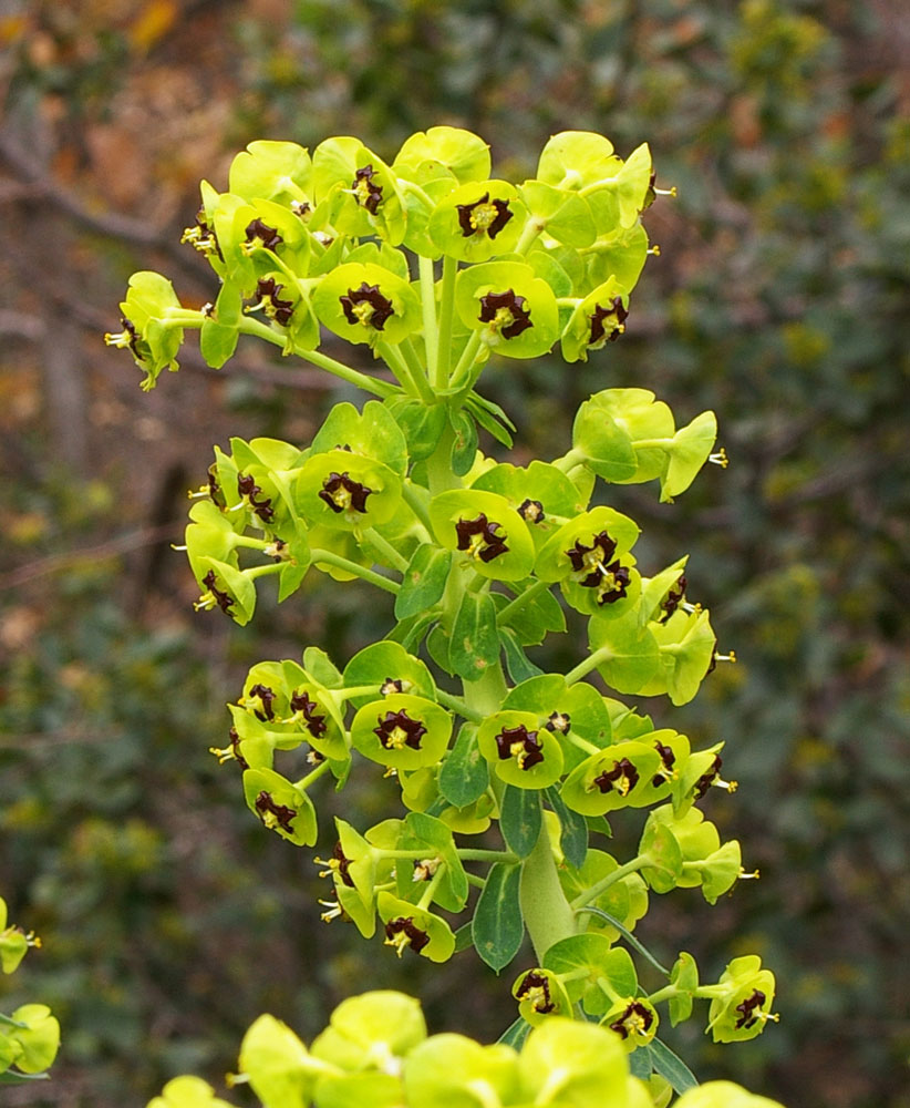 Euphorbia characias / Euforbia cespugliosa